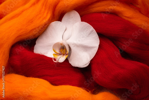 White archidea flower on a background of yellow and red merino wool for felting photo