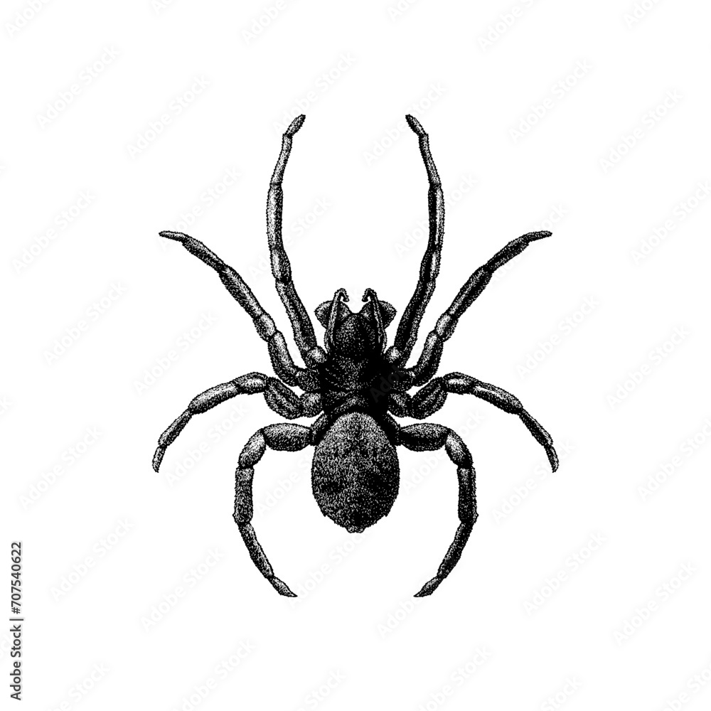 Diving Bell Spider hand drawing vector isolated on background. Diving Bell Spider hand drawing vector isolated on background.