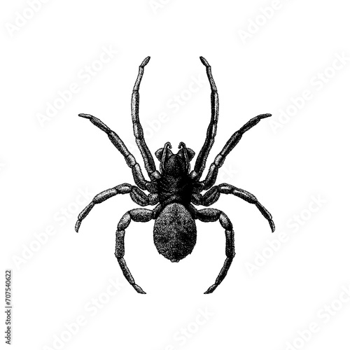 Diving Bell Spider hand drawing vector isolated on background.	