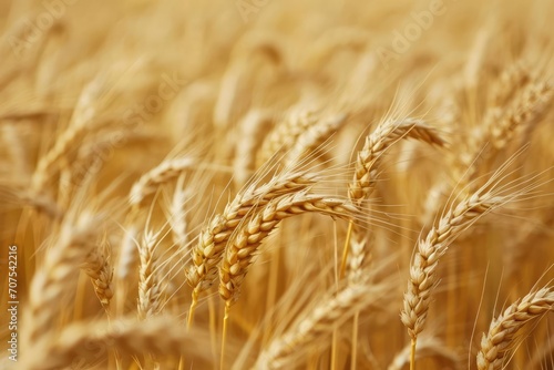 Golden wheat field swaying in a gentle breeze