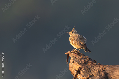 Crested Lark perched on a log against dark background photo