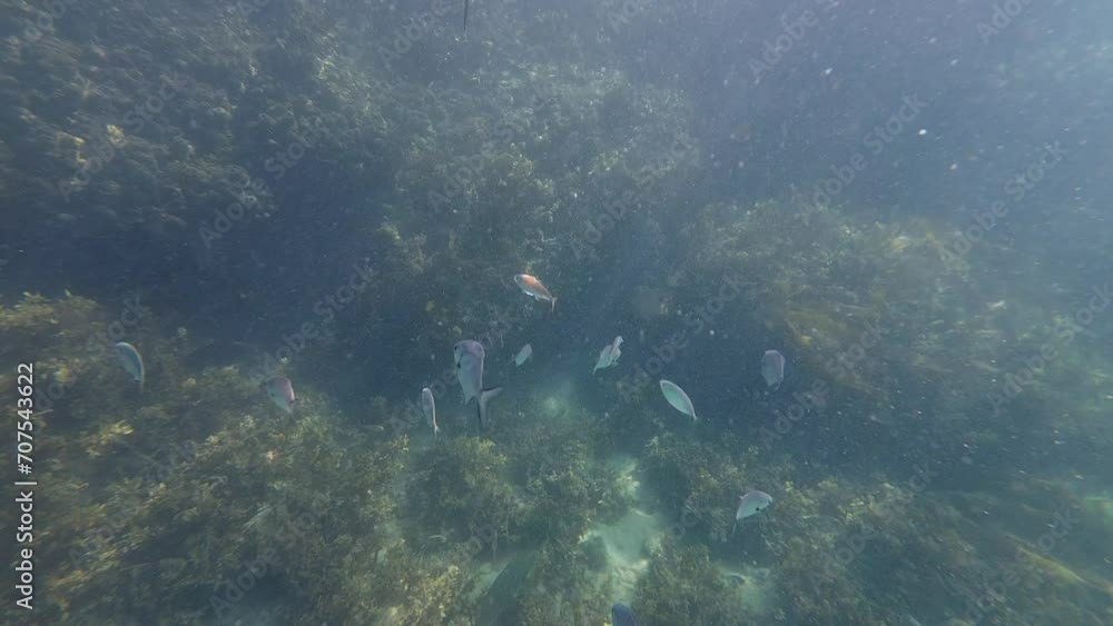 Fish swimming around coral reef. Fish swimming around coral reef.