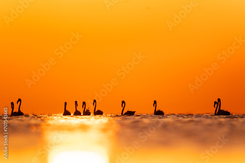 Flock of greater flaimingos wading in water in orange background