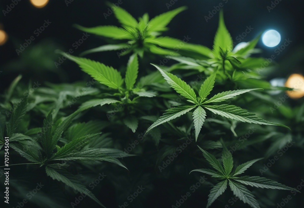 Cannabis Sativa Leaves On Dark Medical Legal Marijuana