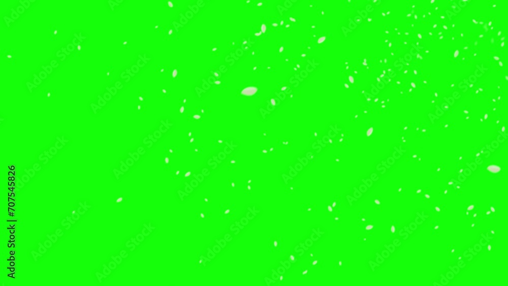 桜の花びらが舞い散る動画。合成用素材。 桜の花びらが舞い散る動画。合成用素材。