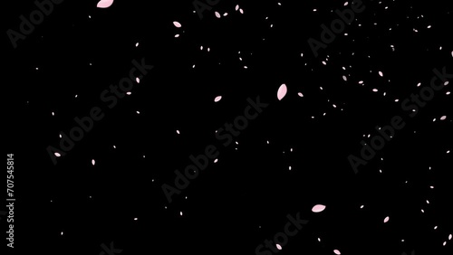 桜の花びらが舞い散る動画。合成用素材。 photo