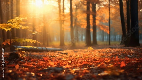 a forest with yellow leaves and trees