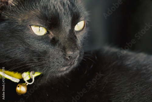 A black cat with piercing yellow eyes and a gleaming bell collar gazes intently to the side.