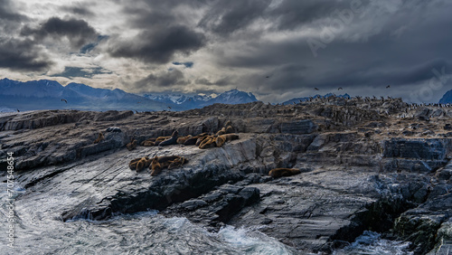A family of sea lions lies on the rocky slopes of an island in the Beagle Channel. The cormorants are sitting on the cliffs. The waves are beating against the shore. Mountains against a cloudy sky.