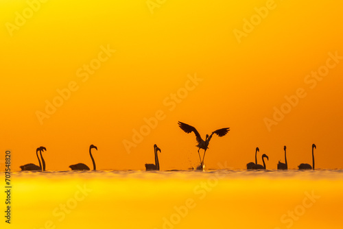 Silhouette Flock of greater flamingos against orange background photo