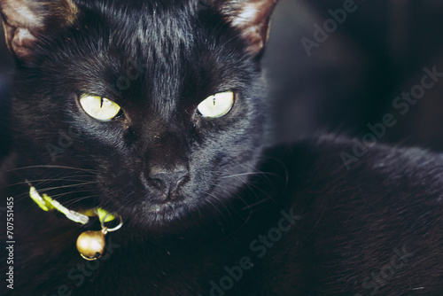A close-up of a black cat with striking yellow eyes, wearing a collar with a small bell.