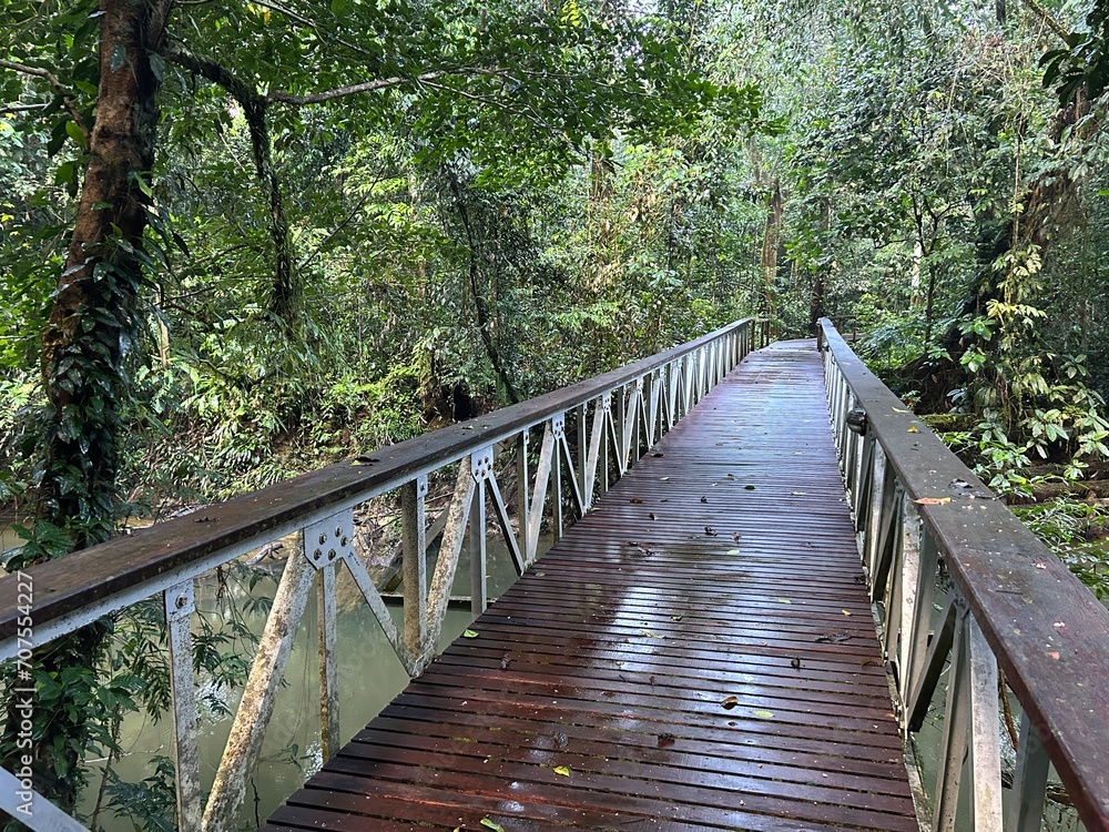 The Mulu canopy walk tour at Gunung Mulu National Park