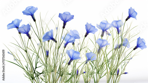3D representation of flax plant, with delicate blue flowers and slender stems on a white background © Aura