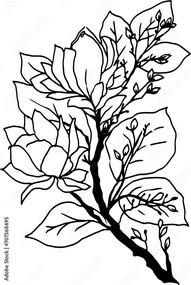 Black and white magnolia flower line art isolated on transparent background