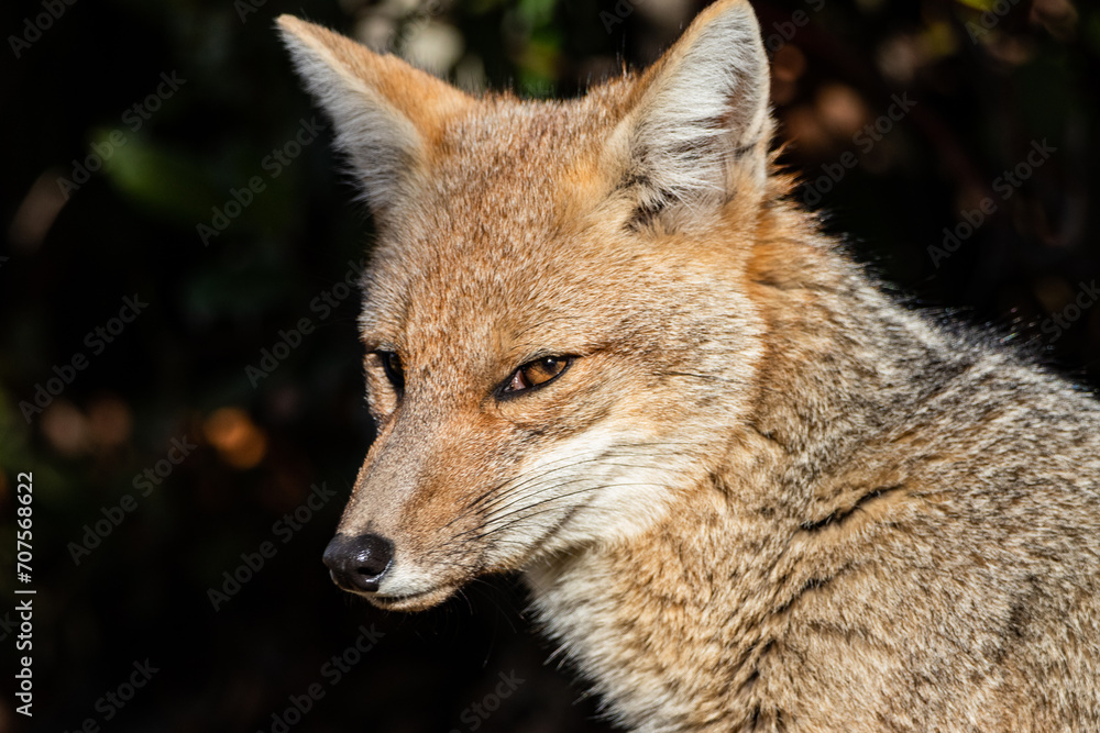 Zorro Culpeo (Lycalopex culpaeus)