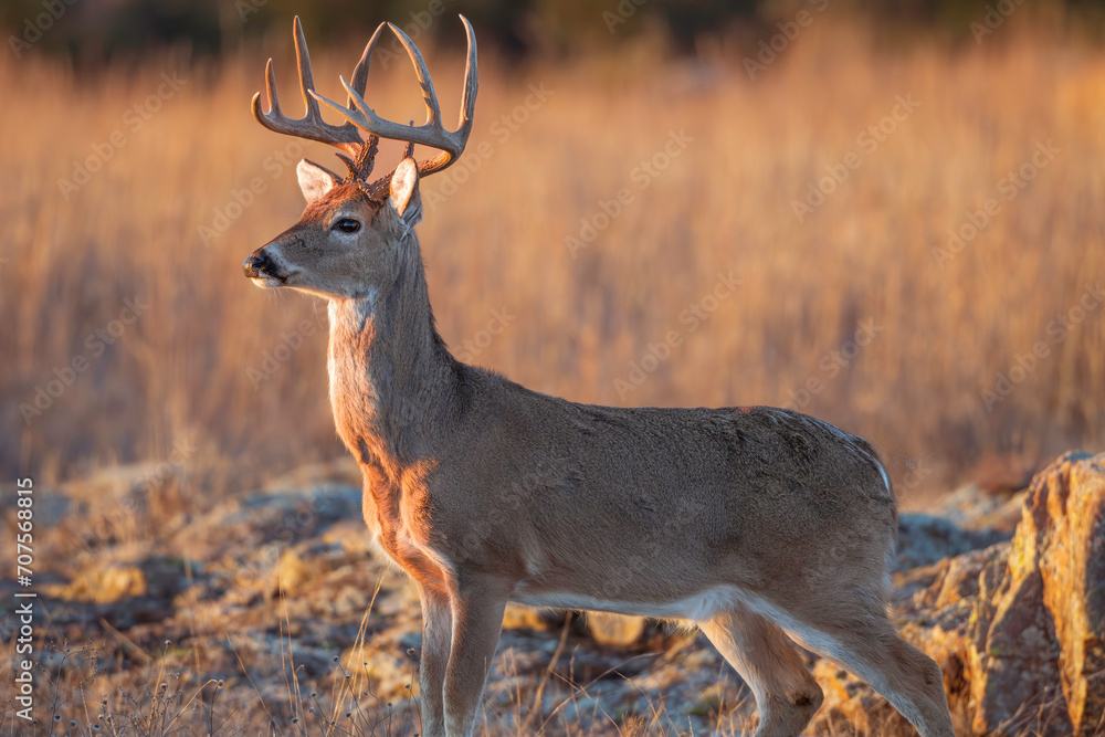 Naklejka premium Buck