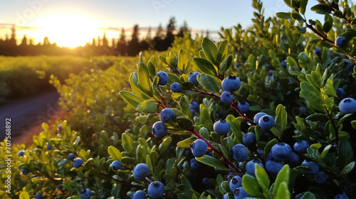 blueberry bushes in a row, the morning sun dew highlighting the promise of antioxidant-rich harvests photo