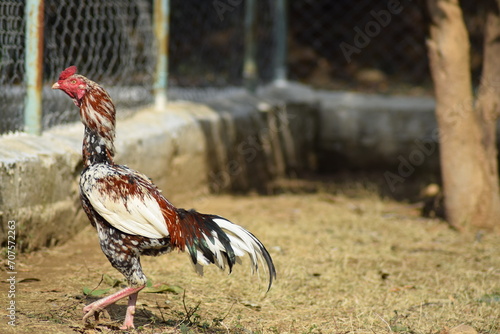 Portrait of a rooster in a farm. Popular indian aseel breed used as game bird.