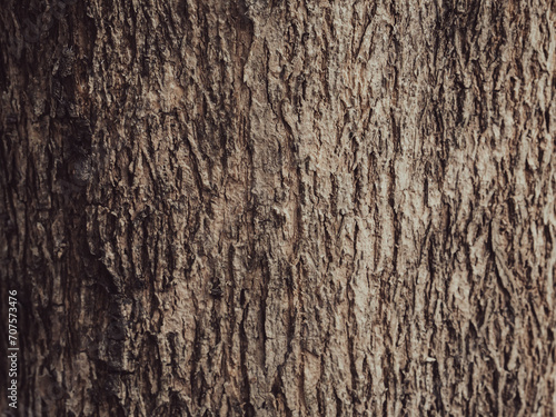 Brown teak tree texture, close-up shot in the forest