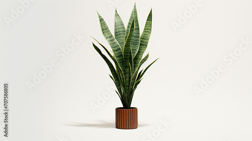 A digital 3D snake plant with tall variegated leaves photo