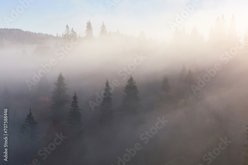 Misty beech forest on the mountain slope in a nature reserve