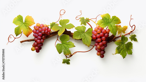 3D digital model of grapevine with bunches of grapes and detailed leaves presented isolated on white photo