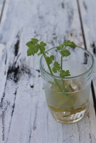 Sprouting celery in a glass filled with water on a table blur background

 photo