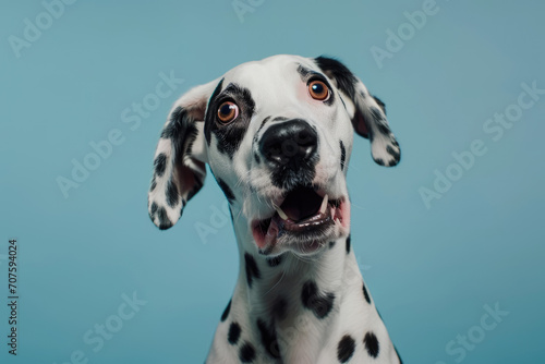 Studio portrait of a dalmatian dog with a surprised face isolated on blue background