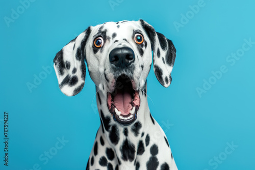 Studio portrait of a dalmatian dog with a surprised face isolated on blue background photo