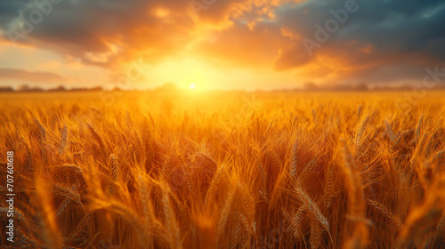 A golden wheat field, the ears of wheat swaying in the wind, shining in the sun.