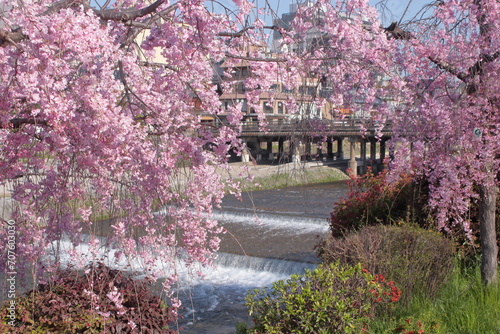 京都　鴨川　三条大橋付近の桜