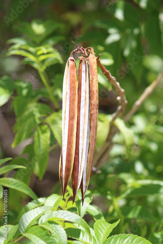 The seed pods of a Yellow trumpet flower. Tecoma stans photo