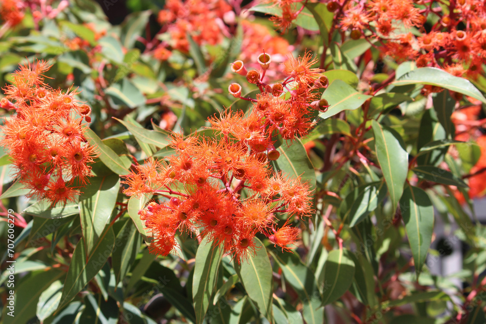 Corymbia ‘Baby Orange’ Flowering Gum. Corymbia ficifolia Corymbia ‘Baby Orange’ Flowering Gum. Corymbia ficifolia