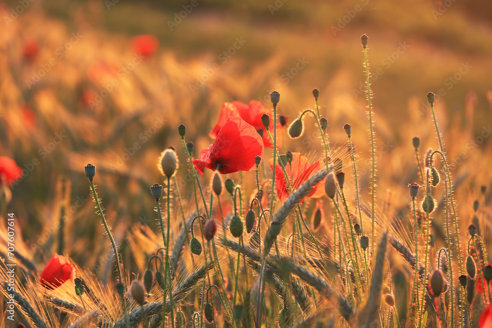 Naklejka premium Mohnblumen