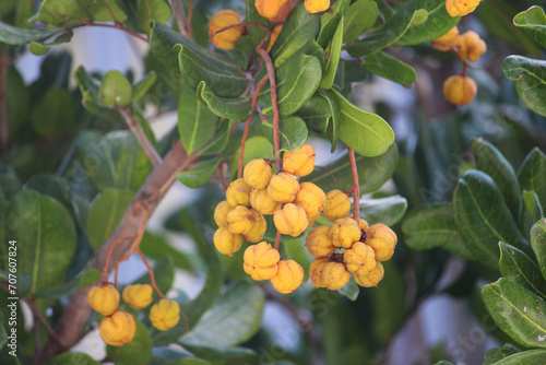 Yellow fruit of a Cupaniopsis anacardioides tree. Carrotwood photo