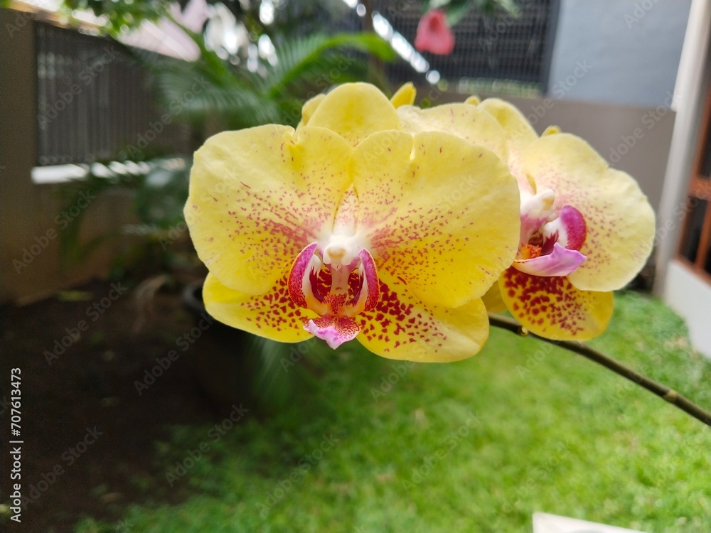Yellow moon orchid in garden Yellow moon orchid in garden