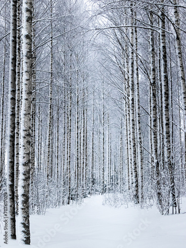 birch trees winter