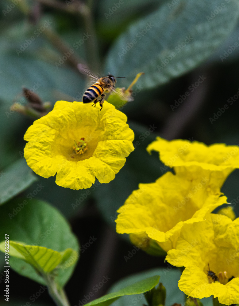 Bee Emerging from Yellow Flower with Green Foliage Background Bee Emerging from Yellow Flower with Green Foliage Background