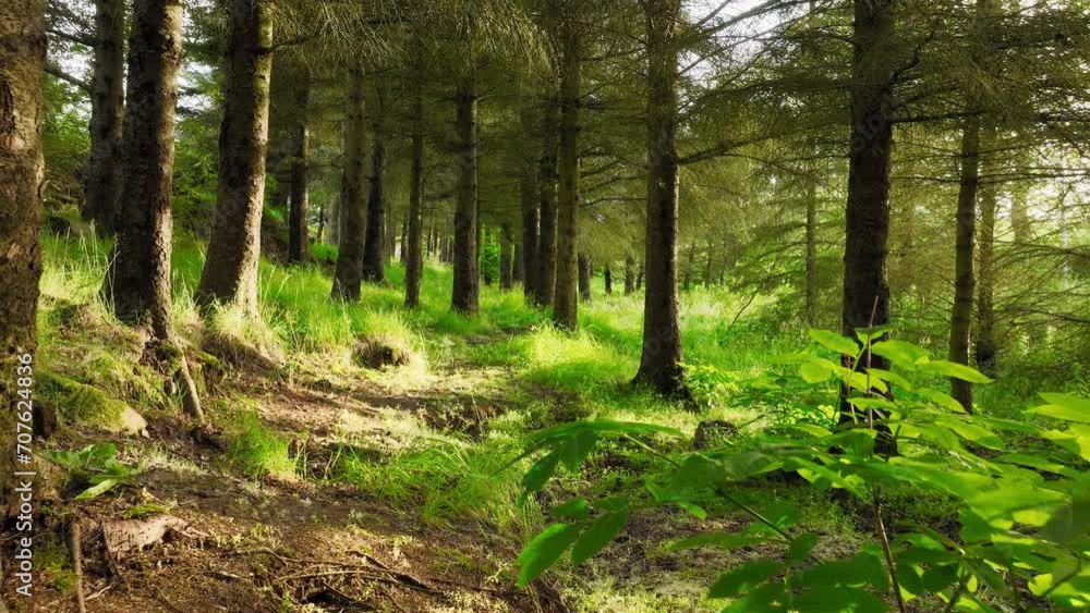 Summer forest, sunrise rays break through the dense crowns of trees Summer forest, sunrise rays break through the dense crowns of trees