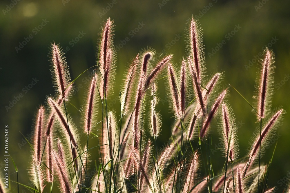 Beautiful grass flowers in the evening sunlight Beautiful grass flowers in the evening sunlight