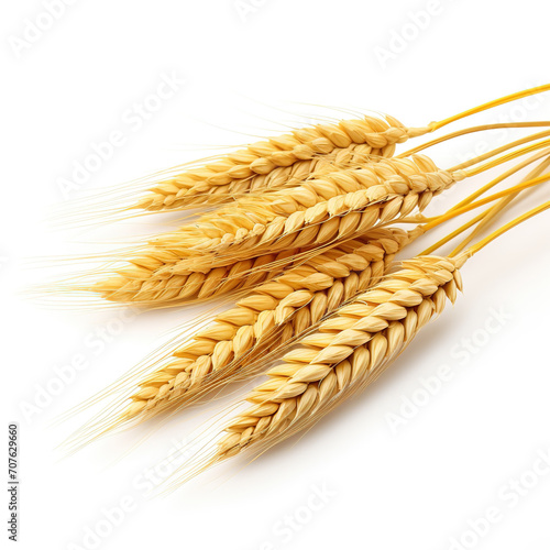 Barley crop on white background