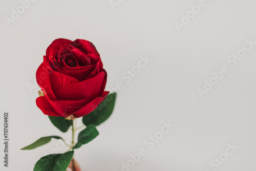 Image of beautiful one red rose  flower isolated over white background wall.