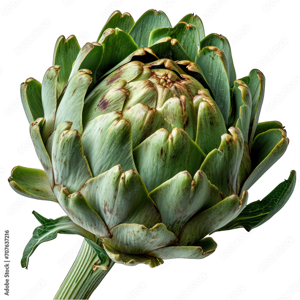 Artichoke Isolated on Transparent or White Background, PNG Artichoke Isolated on Transparent or White Background, PNG