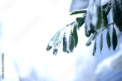 Winterzeit, grüne Blätter, Frost, Eis photo