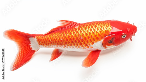 Japan Koi fish on a white background. AI Generative.