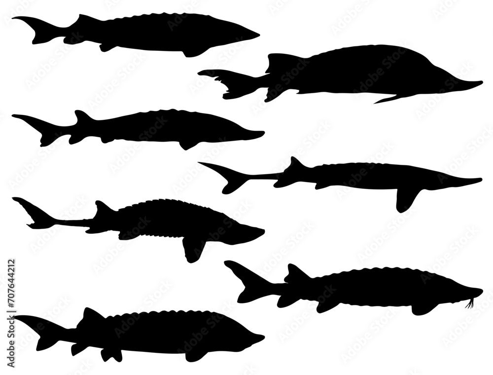 Sturgeon fish silhouette vector art white background Sturgeon fish silhouette vector art white background