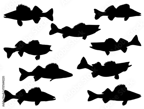Walleye Fish silhouette vector art white background photo