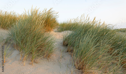Beach grass on dune landscape at Barmouth Wales, during early evening light