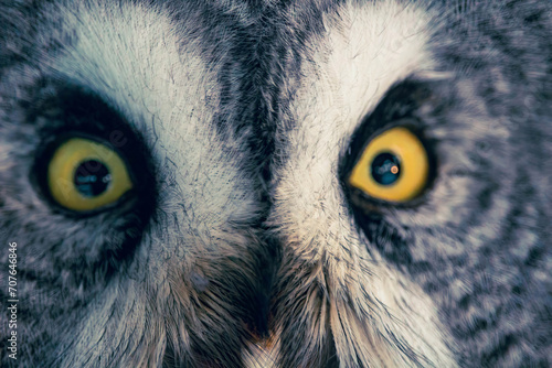 Portrait of Great Grey Owl or Lapland Owl