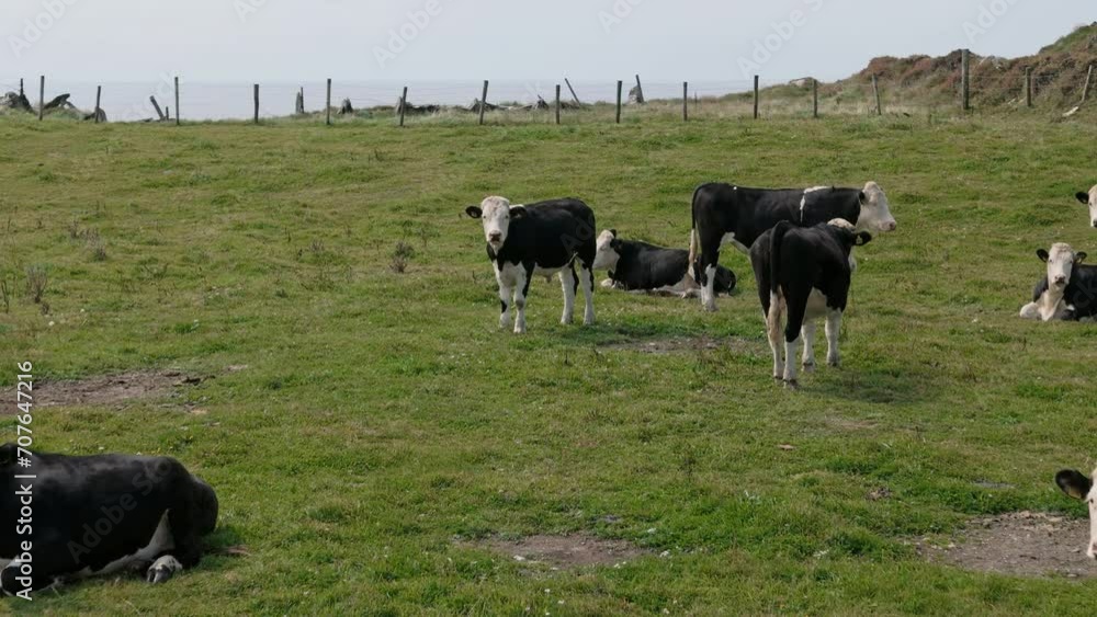 Cows grazing in field in Ireland Aerial view Cows grazing in field in Ireland Aerial view